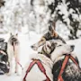 Sneskovklædte slædehunde hviler i seler, med lukkede øjne i fred. En vinterlig skov omfatter dem, og snefnug falder forsigtigt, hvilket tilføjer til den fredfyldte scene.