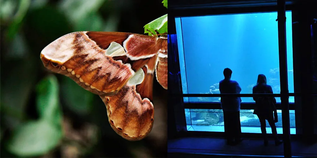 Butterfly and aquarium