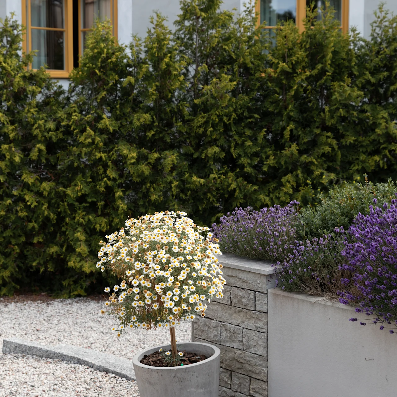 En blomstrende plante i en potte står på grus ved siden af en stenmure. I baggrunden er der to vinduer og høje, frodige buske.