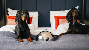 Two dogs in bed