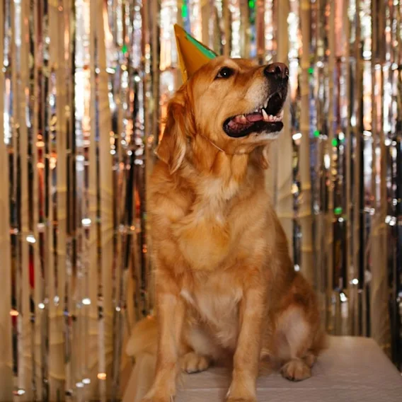 En glad golden retriever med festhat sidder foran et glitrende gardin