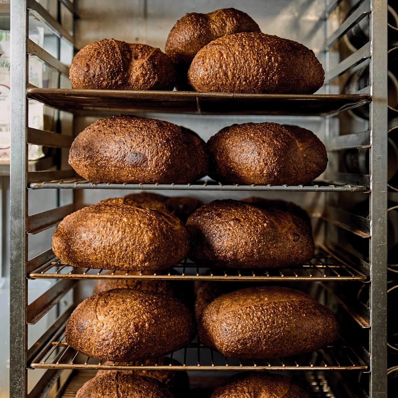 Loaves of dark crusty bread resting on metal racks in a bakery setting, surrounded by a stainless steel frame and shelves.