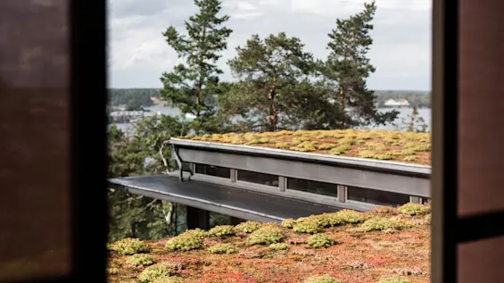 Utsikt gjennom et åpent vindu, fremviser en takhage med grønt mot bakgrunn av trær og et fjernt vann.