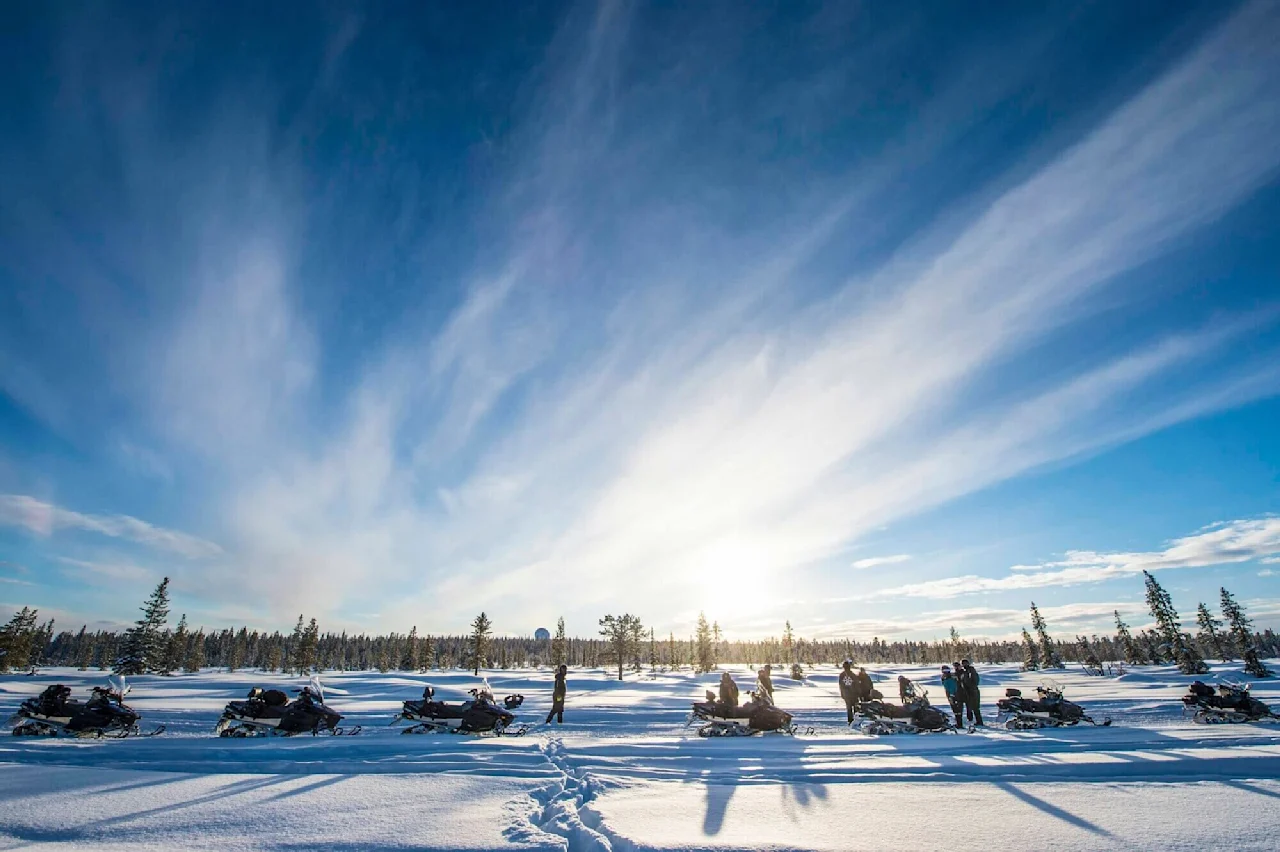 Sneplove på række, hvilende i et snedækket landskab under en vidtrækkende blå himmel. Mennesker står ved siden af dem, med en baggrund af fyrretræer og en strålende sol.