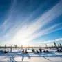 Sneplove på række, hvilende i et snedækket landskab under en vidtrækkende blå himmel. Mennesker står ved siden af dem, med en baggrund af fyrretræer og en strålende sol.