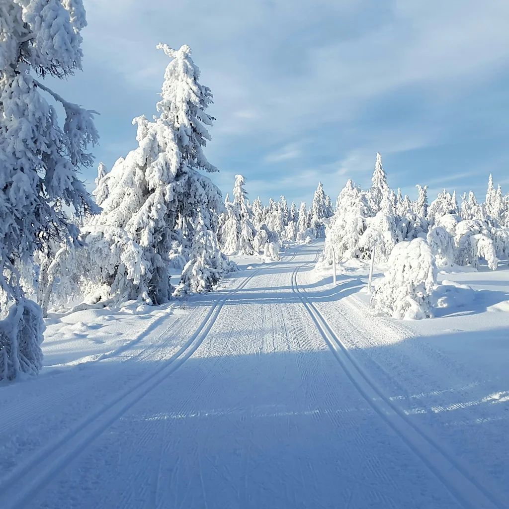 Et fredfyldt vinterlandskab med en præpareret langrendsløjpe, der snor sig gennem snedækkede stedsegrønne træer under en lys blå himmel.