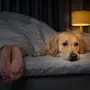 A golden retriever lies on the bed next to a sleeping person in a dimly lit bedroom.