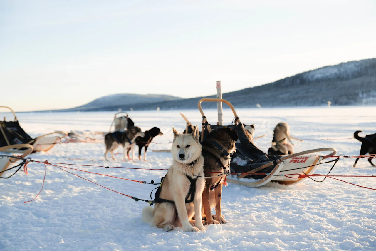 Slædehunde sidder i sele fastgjort til slæder på snedækket terræn med fjerne bjerge under en klar himmel. Tekst på slæde: "Hedlund POLAR".