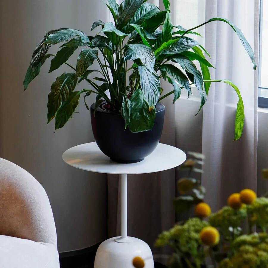 A green plant sits in a black pot on a white table beside a beige chair, with sheer curtains in the background.