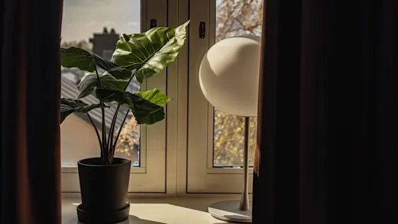 Krukväxt och vit lampa står på en fönsterbräda, belyst av solljus genom gardiner, med höstlövverk synligt utanför.