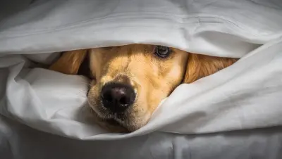 En Golden reriever-hund ligger i en seng under en hvid dyne. Kun snuden og øjet er synligt. 