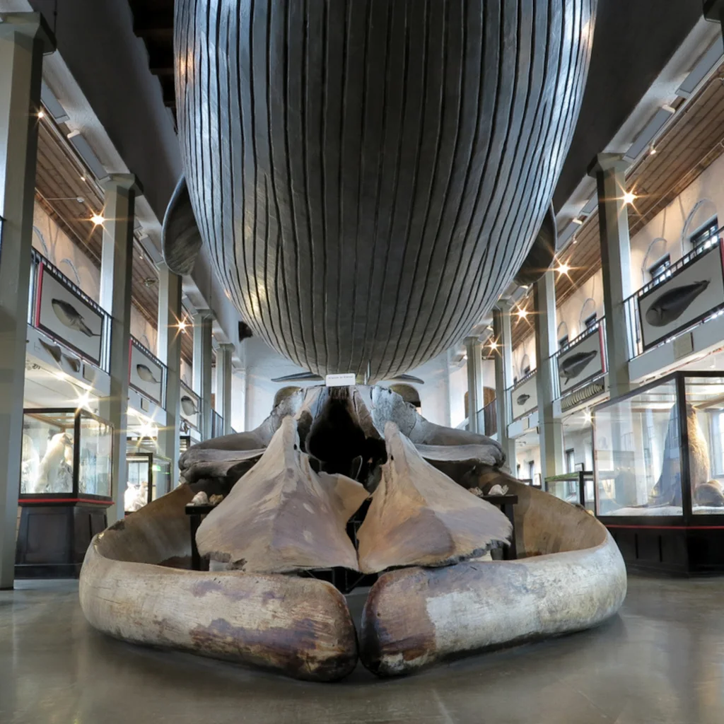 Valtava valaan luuranko, joka näyttää leuan ja rintakehän, näyttävästi esillä museohallissa muiden näyttelyesineiden kanssa.