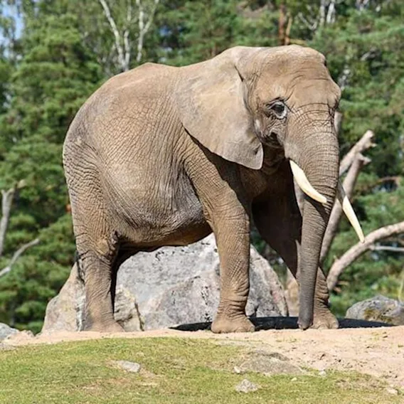 En elefant står i en naturlig utomhusmiljö med träd och stenar i bakgrunden.