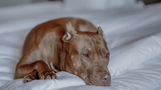 A brown dog rests on a neatly made bed, lying on white sheets in a softly lit bedroom, appearing relaxed and calm.