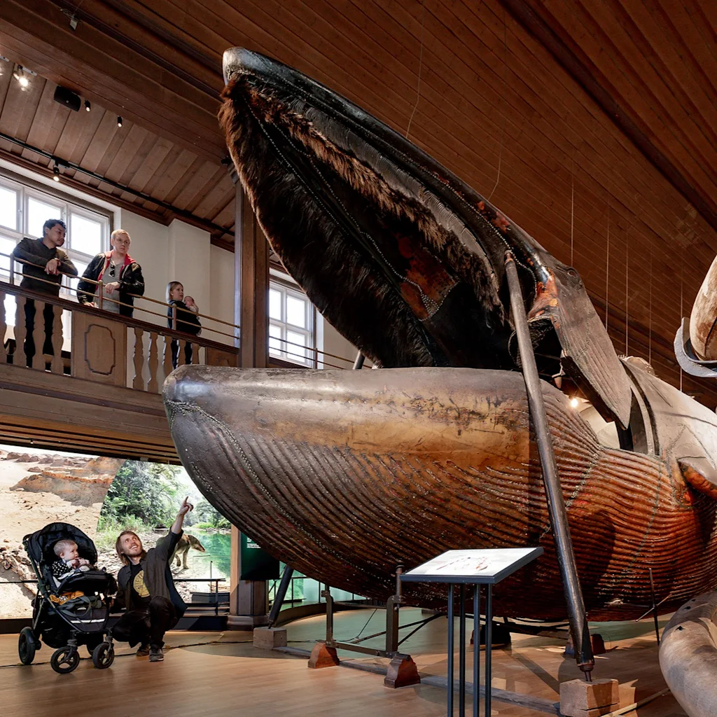 Besøgende i alle aldre beundrer et massivt hvalskelet på et museum, med nogle der peger og observerer fra en balkon.
