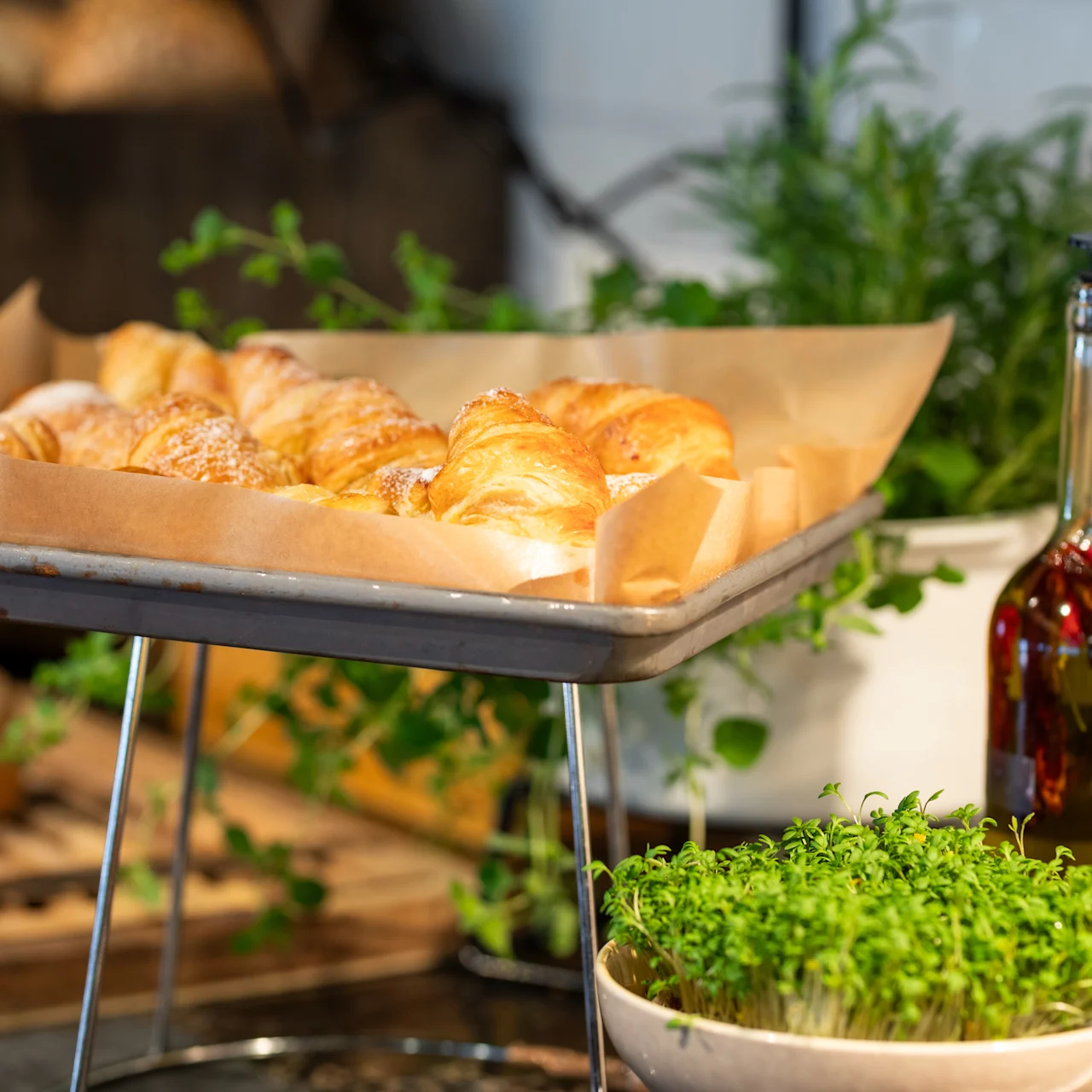 Croissanter hviler på et bageplade med bagepapir. I nærheden står en flaske olivenolie og potteplanter på en køkkenbord og skaber en frisk madlavningsatmosfære.