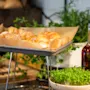 Croissanter hviler på et bageplade med bagepapir. I nærheden står en flaske olivenolie og potteplanter på en køkkenbord og skaber en frisk madlavningsatmosfære.