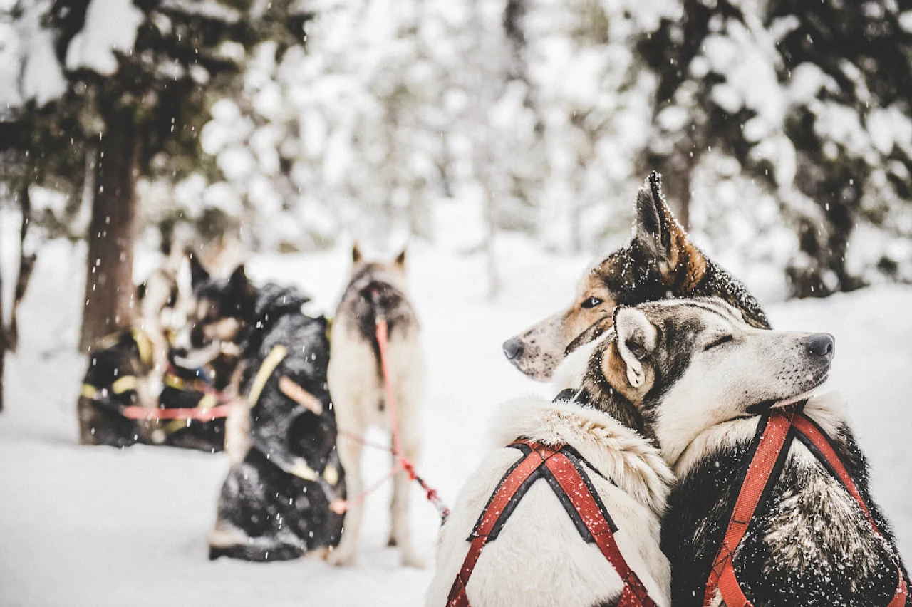 Sneskovklædte slædehunde hviler i seler, med lukkede øjne i fred. En vinterlig skov omfatter dem, og snefnug falder forsigtigt, hvilket tilføjer til den fredfyldte scene.