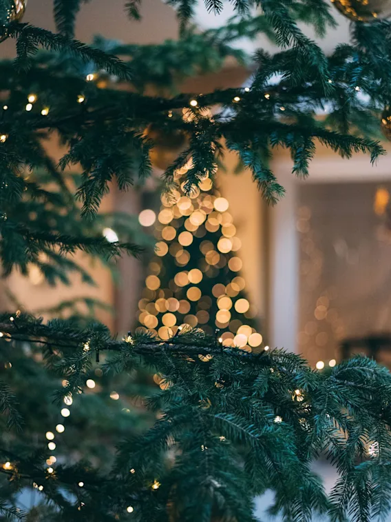A festive scene with a close-up of a Christmas tree branch decorated with lights, and a blurred tree in the background.