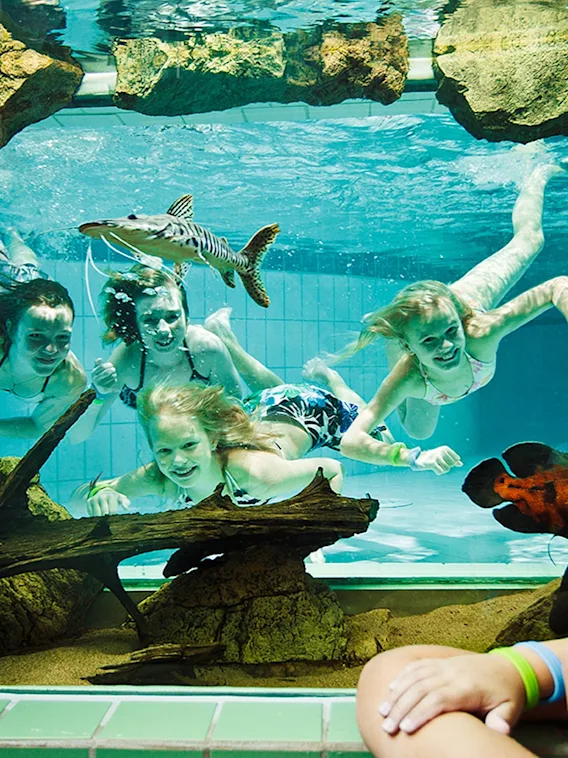 Människor simmar i en pool med ett stort undervattensfönster, medan ett barn tittar på utifrån, som en akvariescen.