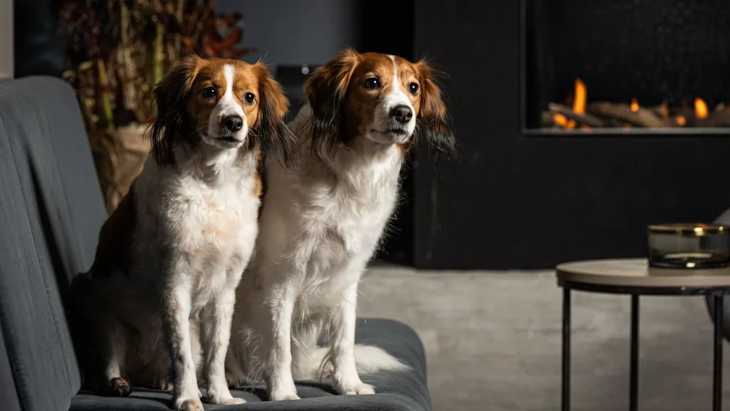 Two dogs sit calmly on a sofa, gazing attentively in a cozy living room. A small table with a candle and a warmly glowing fireplace add to the inviting atmosphere.