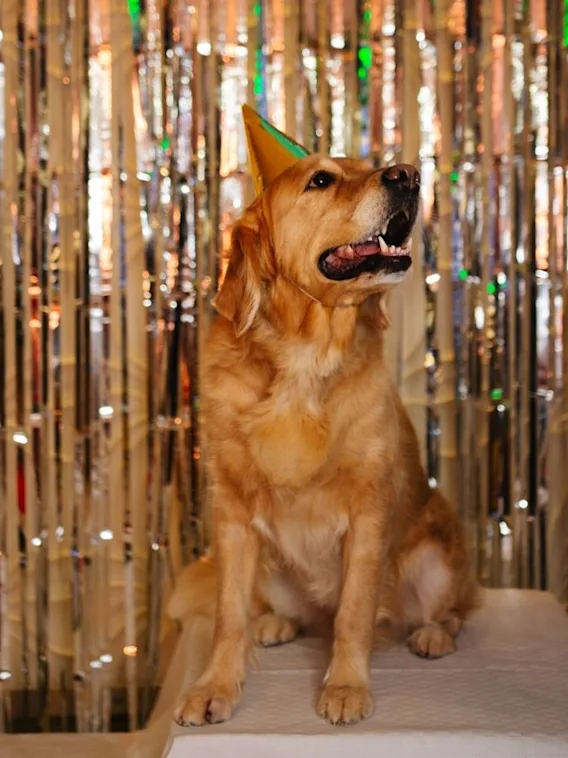 A happy golden retriever wearing a party hat sits in front of a shiny tinsel backdrop