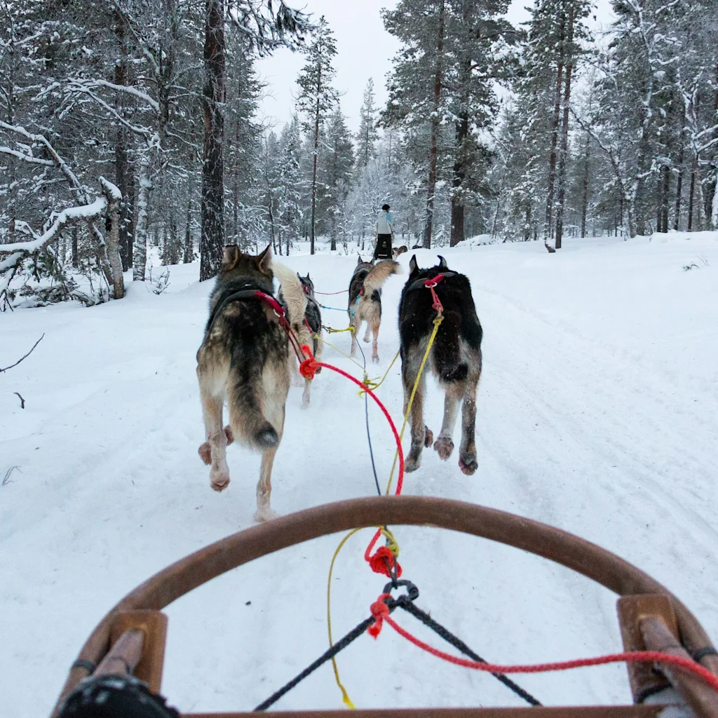 Koiravaljakko vetää rekeä lumipeitteisen metsän läpi, ja henkilö ohjaa kauempana. Talvinen seikkailu.