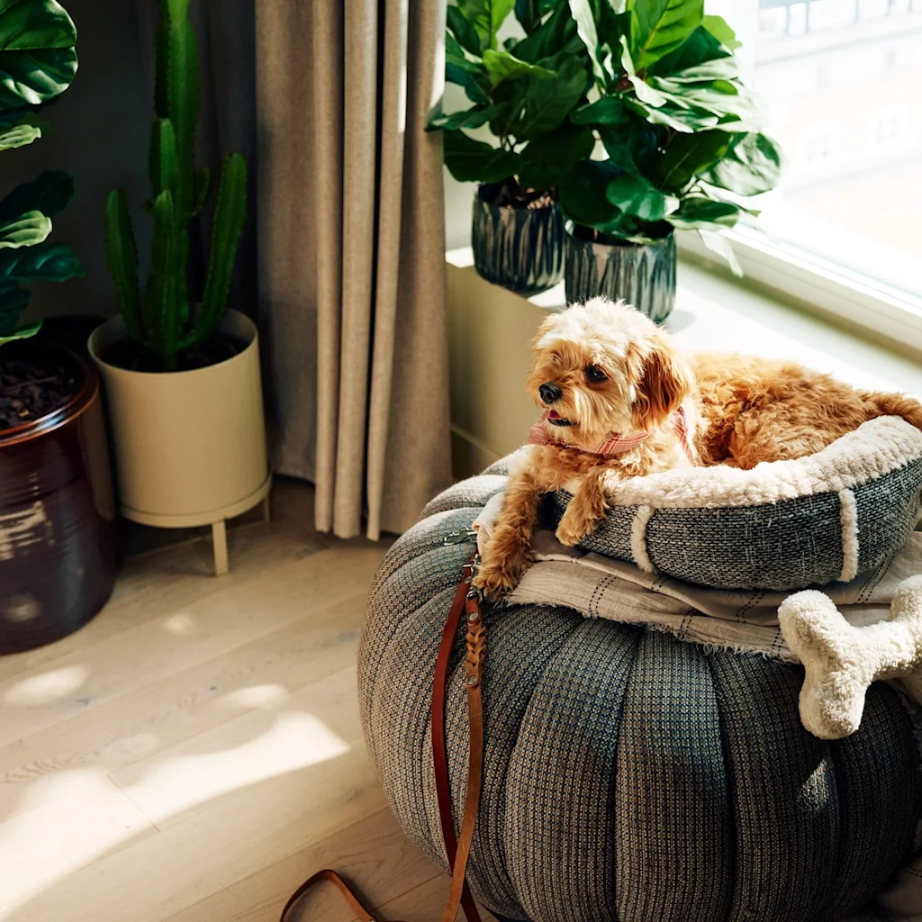 En liten hund vilar i en mysig djursäng på en puff, solbelyst vid ett fönster. I närheten finns krukväxter och en lampa, som ger en hemtrevlig känsla.