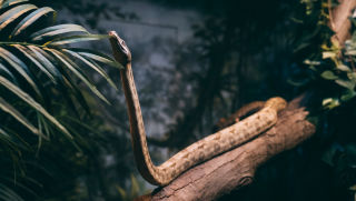 exotic-snake-on-tree-in-zoo