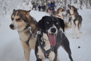 Dog sled Luleå