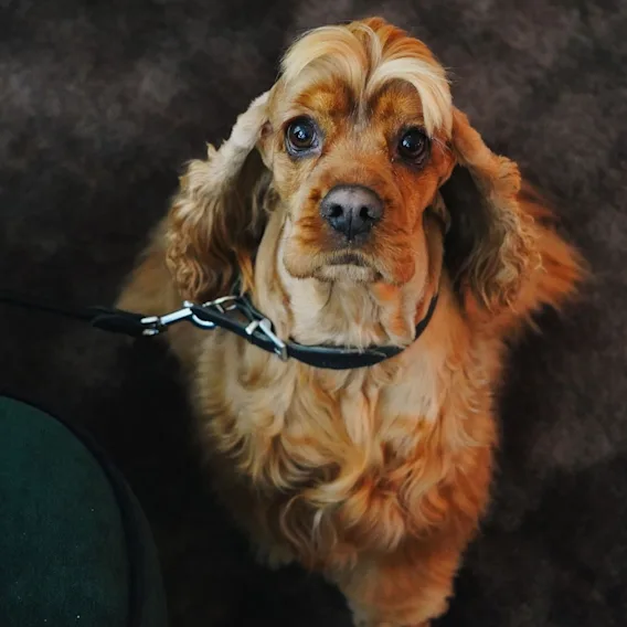 En sød cocker spaniel, der kigger op med store, udtryksfulde øjne i snor.