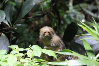 tropikariet-ape-looking-at-camera