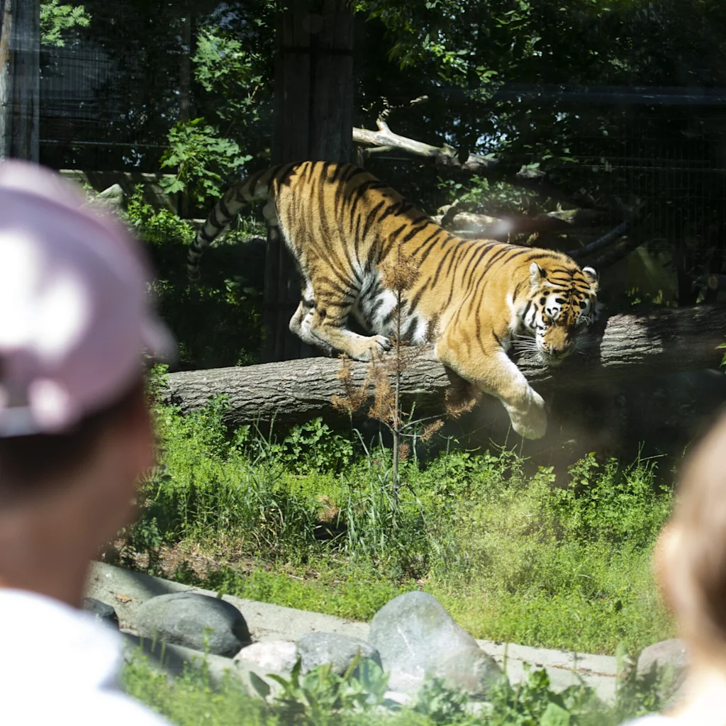 Besøkende observerer en majestetisk tiger i Korkeasaari dyrehage mens den grasiøst beveger seg over en tømmerstokk i sitt habitat.