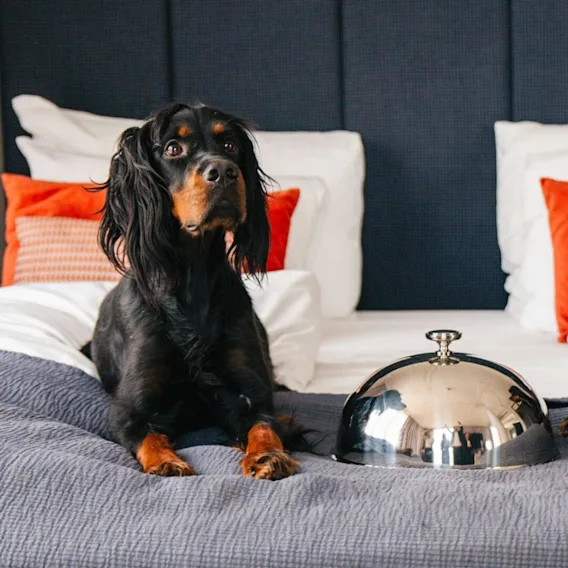 Two dogs in bed