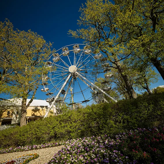 Ett pariserhjul reser sig över en färgstark blomsterträdgård och gröna träd under en klarblå himmel.