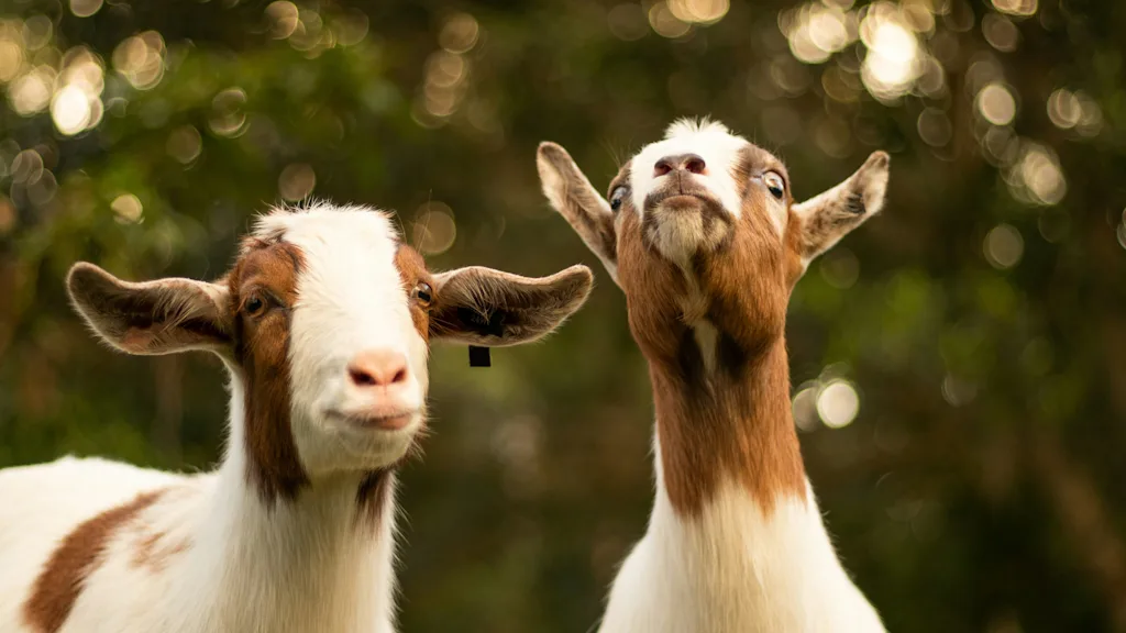 Two goats, one looking forward with a gentle expression, the other gazing upwards, against a soft, blurred green background.