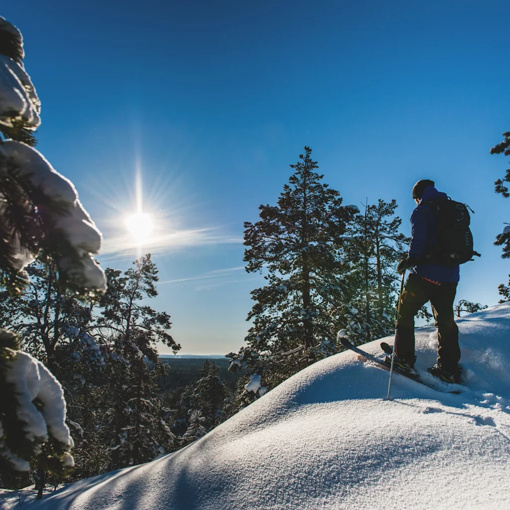 A person cross-country skiing or snowshoeing on a sunny, snowy hill with pine trees, near Skellefteå in Sweden.