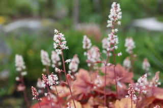 Blomster på øyen Flor & Fjære