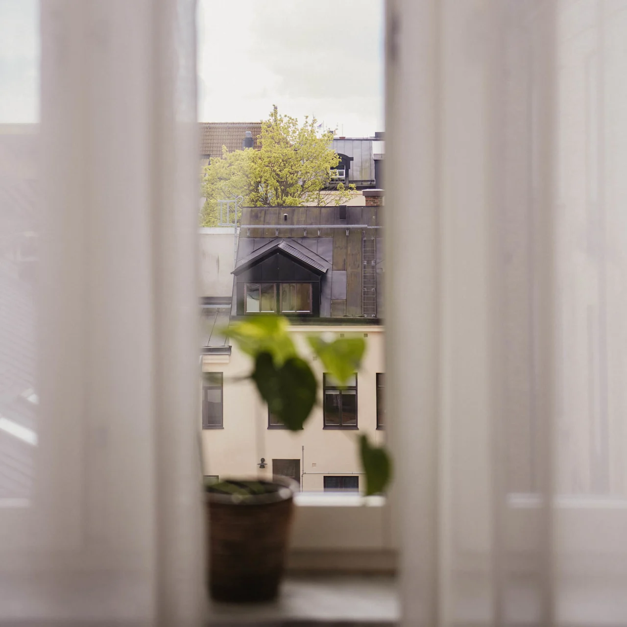 A small potted plant sits on a windowsill, framed by sheer curtains, overlooking a cityscape with buildings and trees in the background.