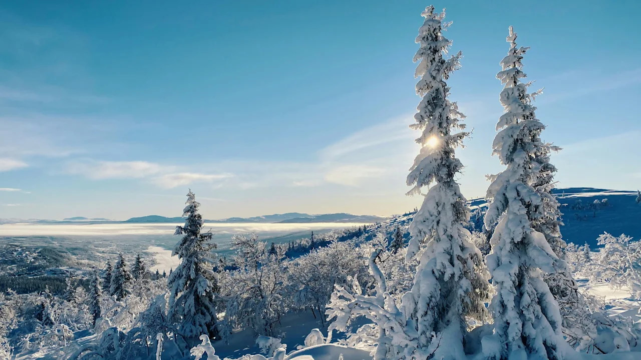 Ett vackert vinterlandskap med snötäckta träd och en dal i bakgrunden under en klarblå himmel.