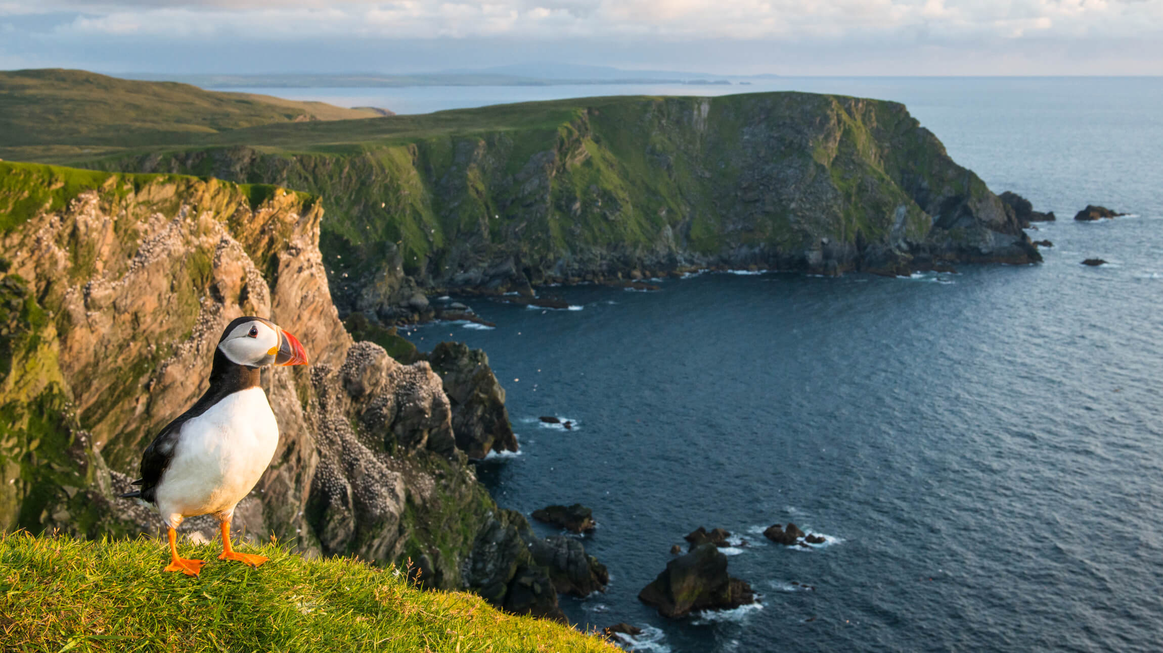 Bird looking over the sea, Shetland Islands, Scotland - Hurtigruten_16_9