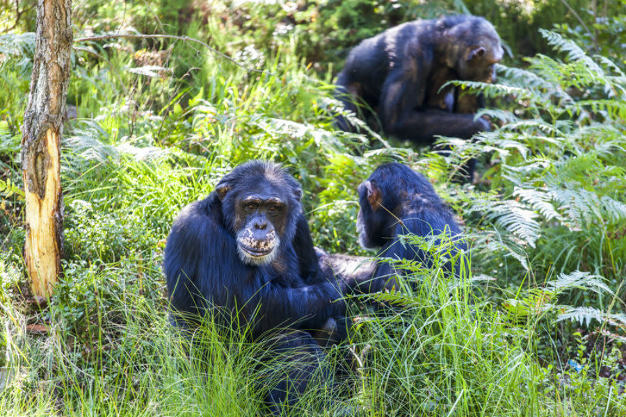 Hvor Mange Dyrearter Er Det I Kristiansand Dyrepark