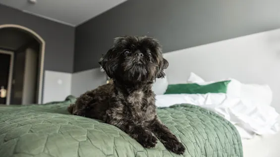 En liten hund vilar på en prydligt bäddad säng med grönt sängkläder i ett mysigt rum, vilket ger en känsla av lugn och komfort.