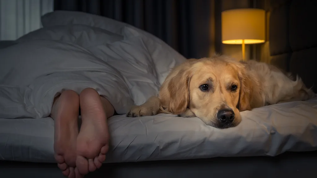 A golden retriever lies on the bed next to a sleeping person in a dimly lit bedroom.