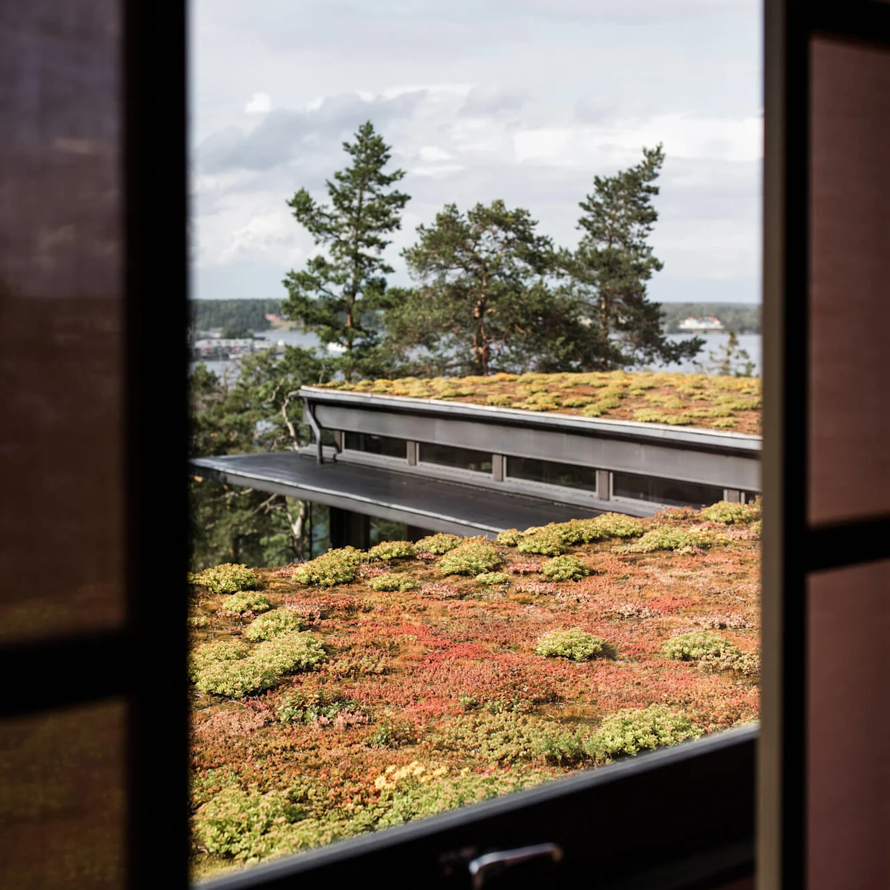 Utsikt gjennom et åpent vindu, fremviser en takhage med grønt mot bakgrunn av trær og et fjernt vann.