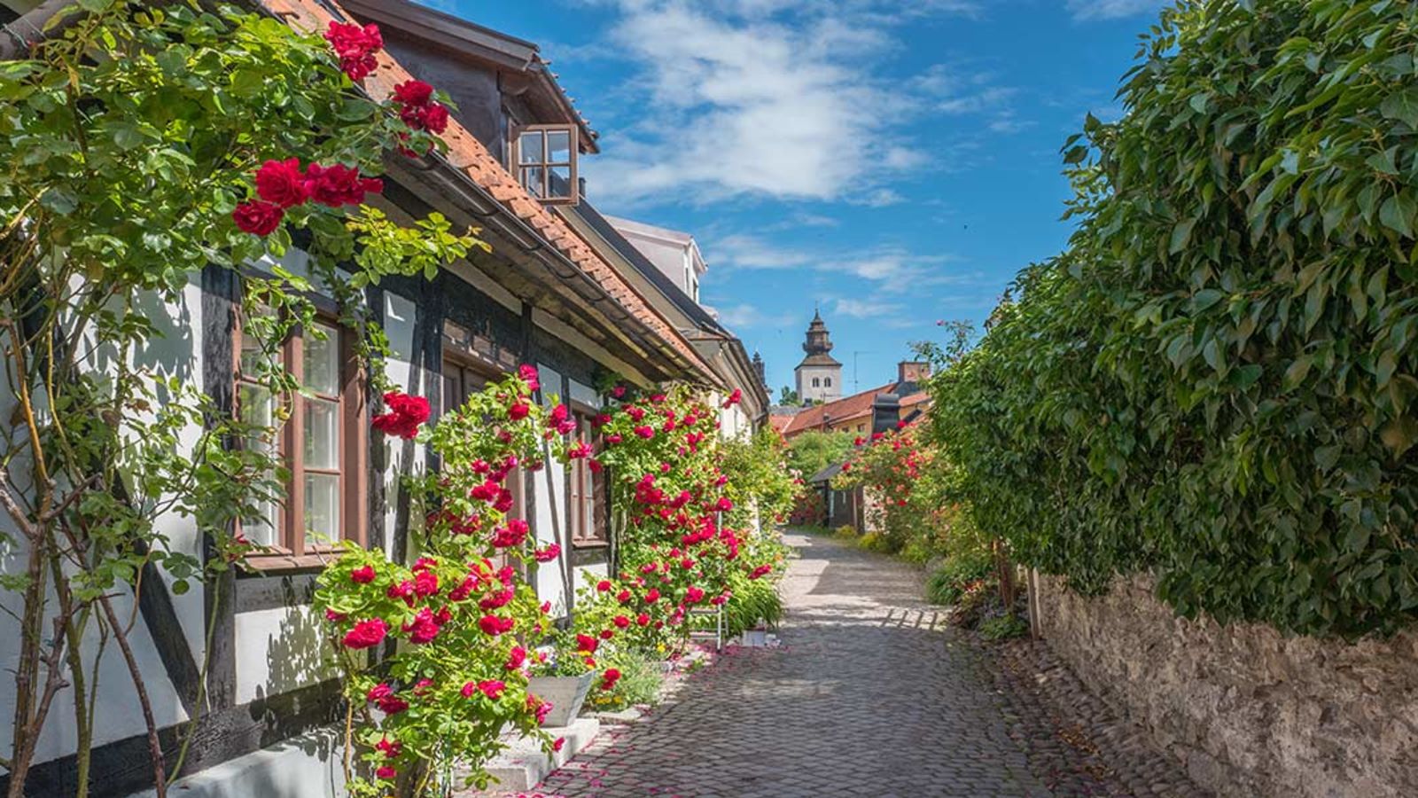 Visbys rosor på sommaren på Gotland