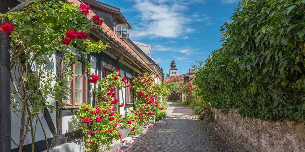 Visby roses at summer on Gotland