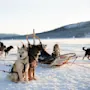 Slædehunde sidder i sele fastgjort til slæder på snedækket terræn med fjerne bjerge under en klar himmel. Tekst på slæde: "Hedlund POLAR".