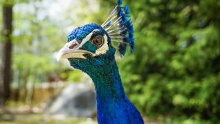 Peacock at Skansen zoo. Photo: Younseok Song, Unsplash