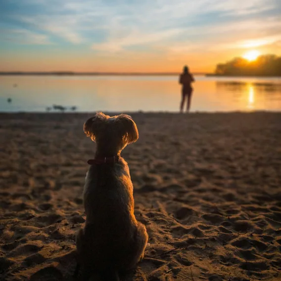 En hund sitter på en sandstrand och tittar på en person som står i vattnet när solen går ner över horisonten.